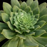 Aeonium 'Pedro' P1090177   ÉPUISÉ - OUT of STOCK - AGOTADO